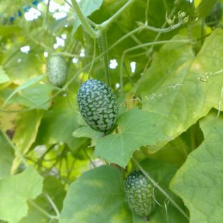 きゅうりメロン（マイクロきゅうり）　種35粒　無農薬栽培(野菜)