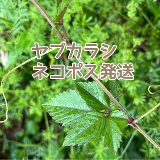 ヤブカラシ ヤブガラシ ネコポス発送(ペットフード)