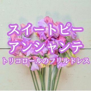 【お花の種】スイートピー☆アンシャンテ 花の種 約10粒！切り花 コロン