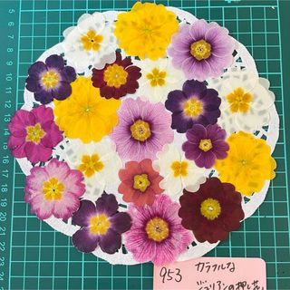 ジュリアンの押し花(ドライフラワー)