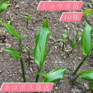 無農薬 みょうが苗 10苗(野菜)